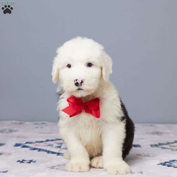 Bruce, Old English Sheepdog Puppy